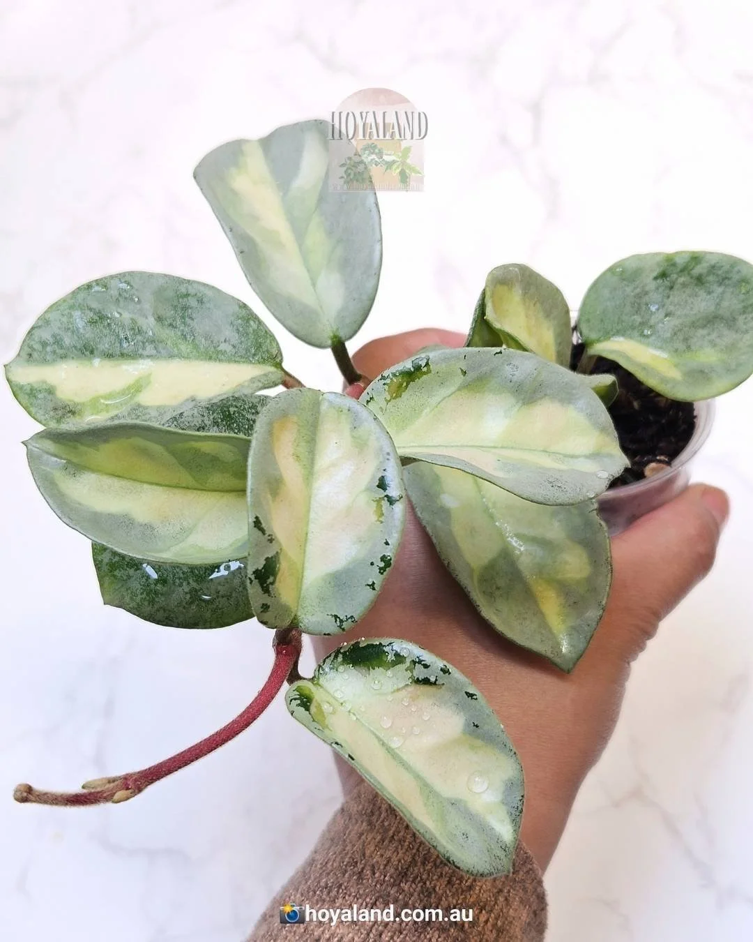 Hoya Carnosa 'Argentea Princess' | Silver Leaf Margin